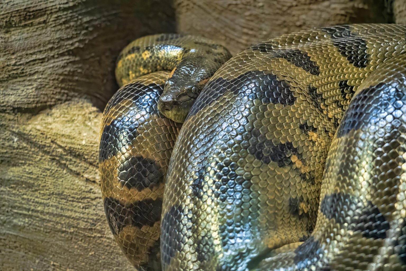 Les Anacondas Géantes Atteignent leur Taille Maximale Il y a 12 ...