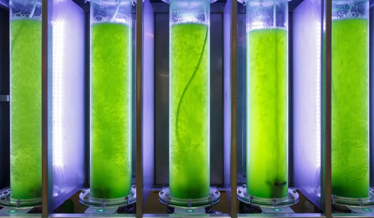 Les Biocarburants Végétaux : Une Révolution Énergétique en Cours