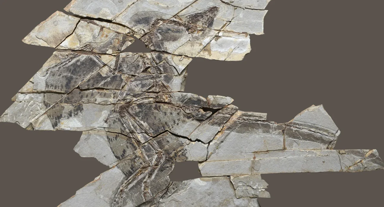 Les Dinosaures Plumés Qui Révolutionnent Notre Compréhension de l'Évolution des Ailes