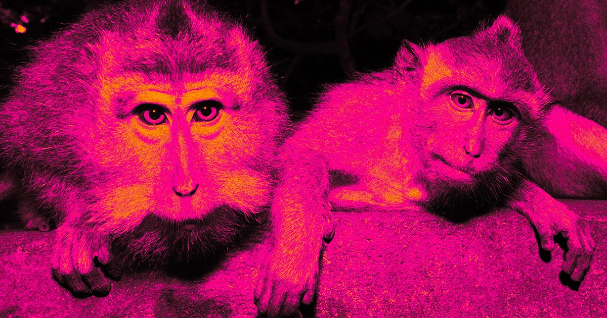Neuralink rassure son premier patient humain sur les résultats des tests sur les singes.