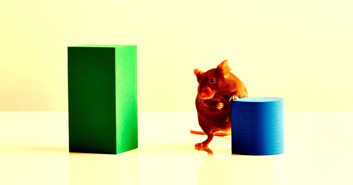 Nouvelle Technique de "Nettoyage Cérébral" Améliore la Mémoire des Souris Âgées