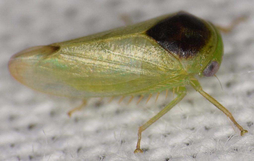 Range Insects Sept Nouvelles Espèces d'Insectes Étranges: Quand les Insectes Prennent ...