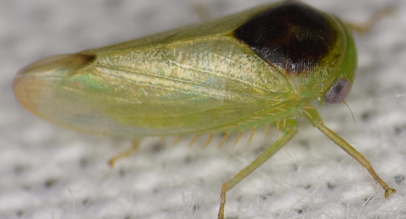 Sept Nouvelles Espèces d'Insectes Étranges: Quand les Insectes Prennent l'Aspect des Grenouilles
