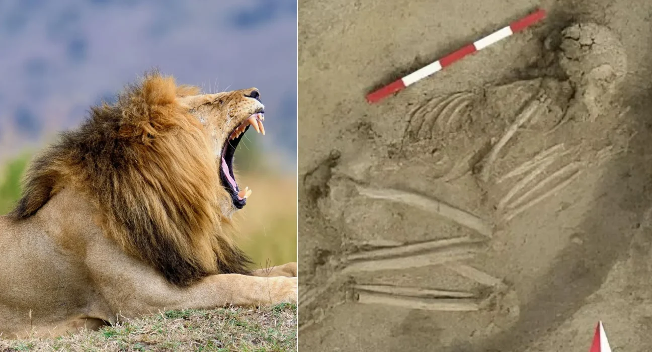Squelette de 7 000 ans dévoile une attaque de lion traumatique et la solidarité communautaire