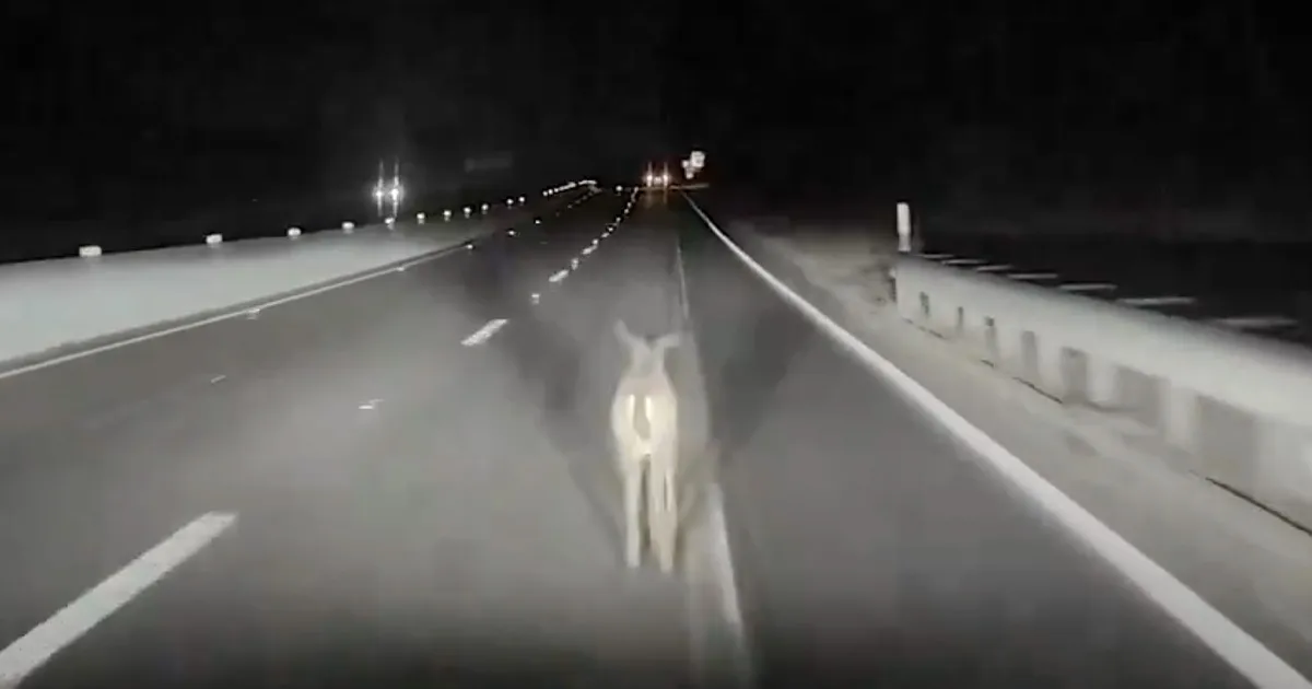 Tesla en Mode Autonome : Un Impact Surprenant avec un Cerf sans Ralentir