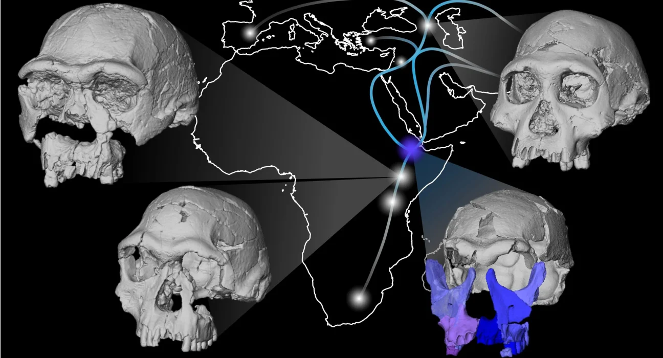 Un Visage Humain Âgé de 1,5 Million d'Ans Redéfinit l'Évolution Humaine
