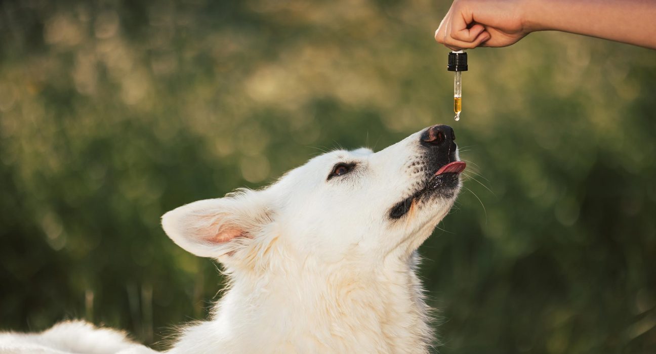 Une Étude Étendue Révèle un Effet Surprenant du CBD chez les Chiens.
