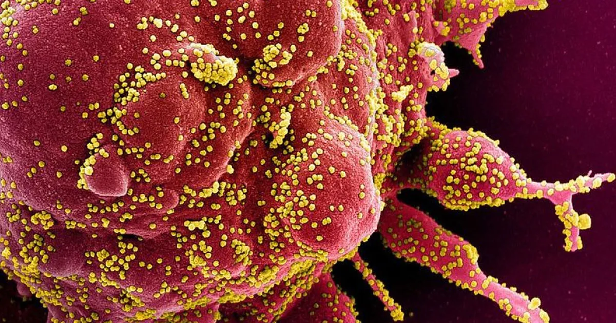 Une Nouvelle Méthode Militaire Détecte le COVID-19 Avant Qu'il Ne Devenienne Infectieux