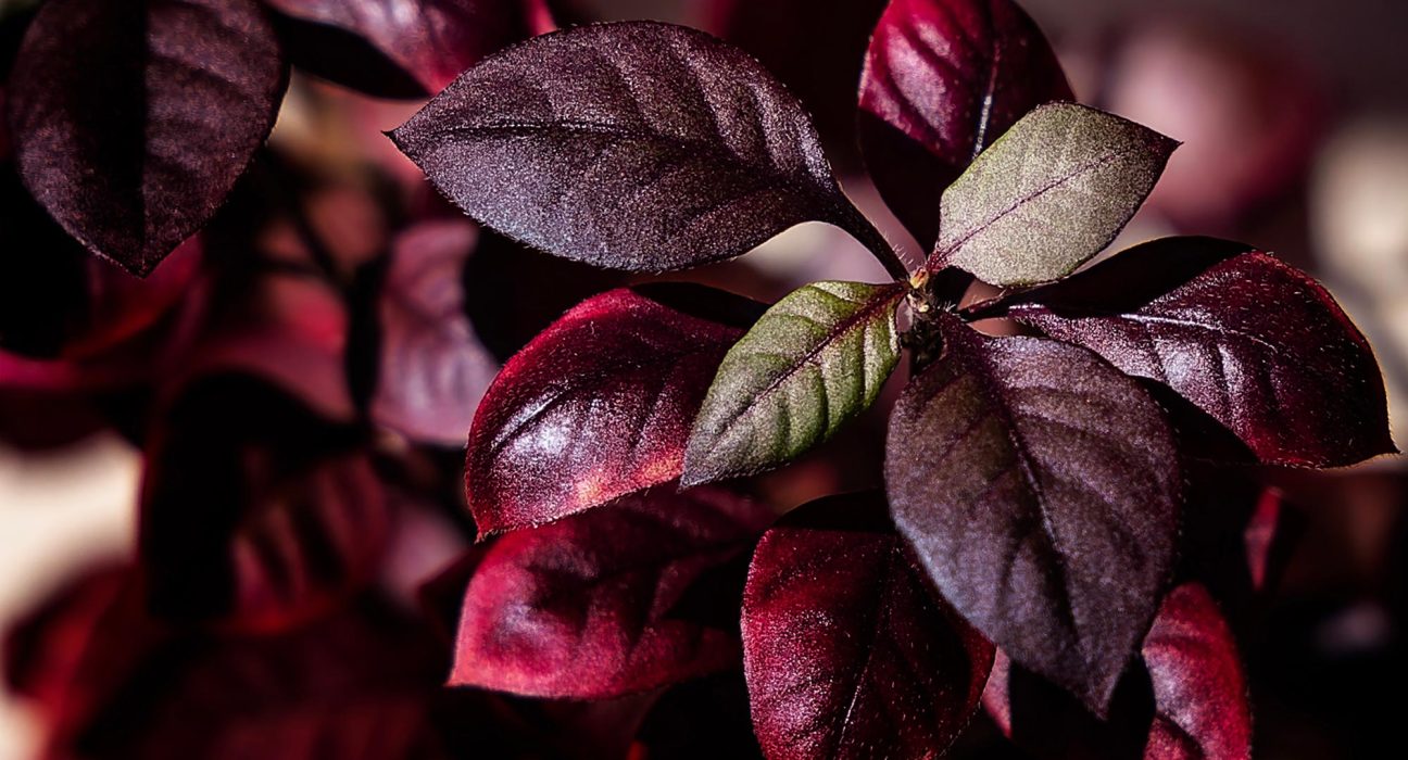 Une Plante Brésilienne Prometteuse pour le Traitement de l'Arthrite, Selon les Scientifiques