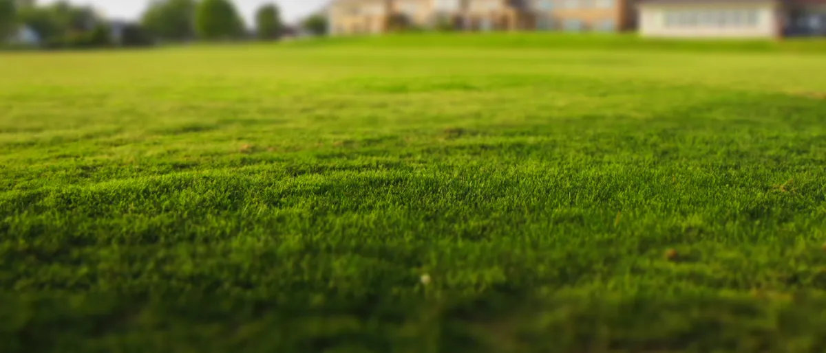 Une Source Écologique de l'Énergie Renouvelable : L'Hydrogène Produite par l'Herbe