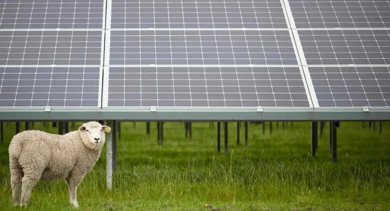 Une découverte surprenante : des éleveurs révèlent l'animal idéal pour accompagner les panneaux solaires.
