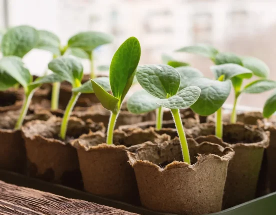 Une femme crée le buzz avec une innovation révolutionnaire en jardinage : 'Extrêmement puissante'
