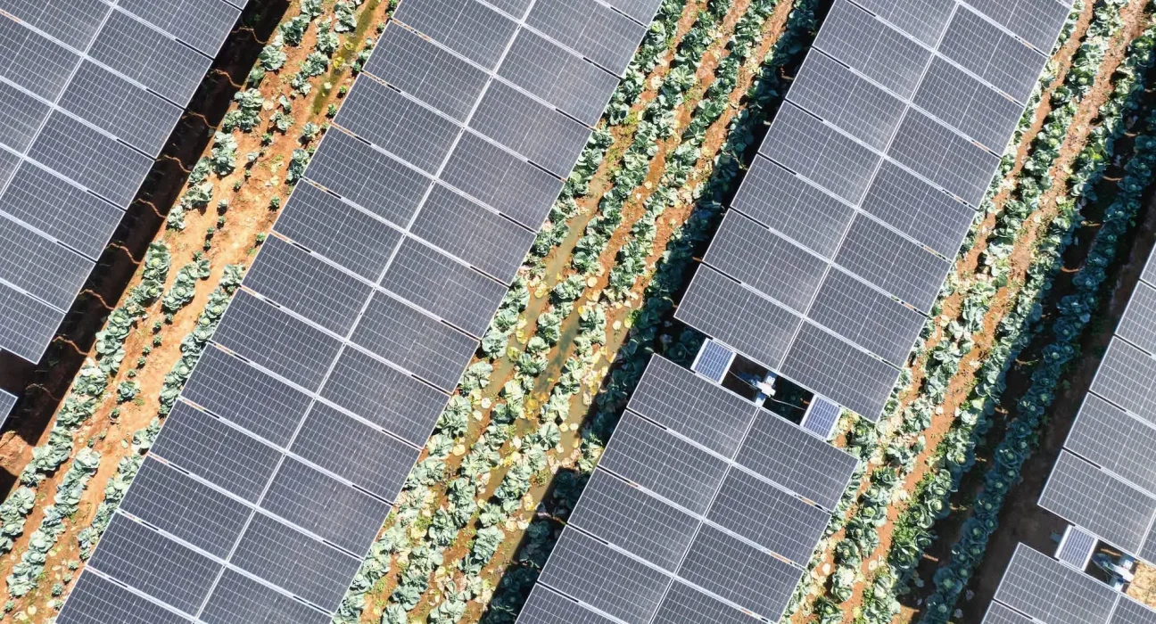 Une innovation révolutionnaire : une entreprise associe panneaux solaires et agriculture – découvrez son fonctionnement.