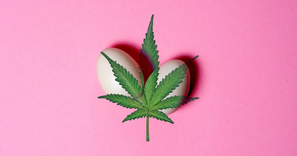 Alerte Santé : Une Consommation Excessive de Comestibles Pourrait Affecter Votre Virilité