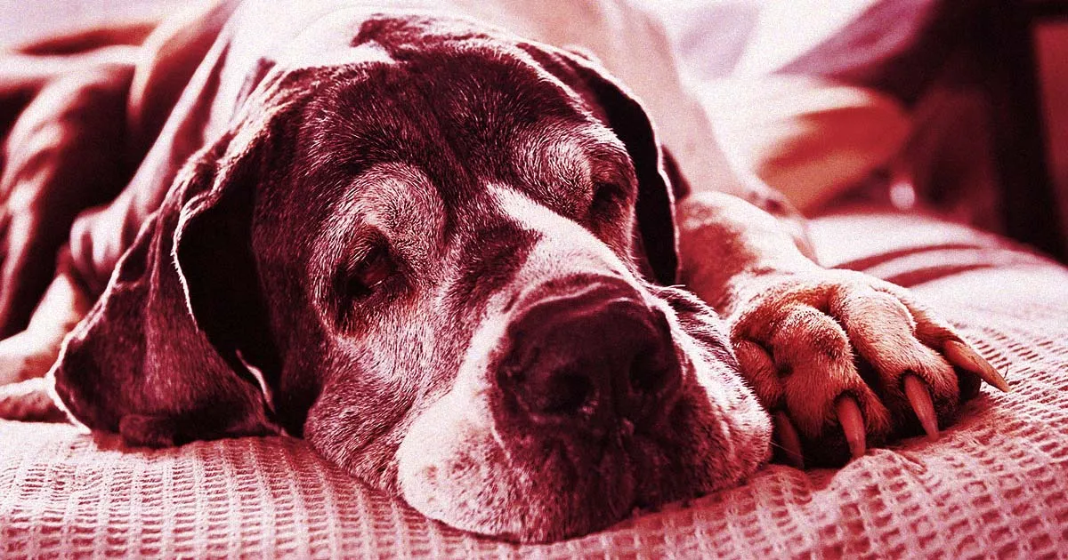 CEO d'IA Loué pour Avoir Convaincu une Femme de Procéder à l'Euthanasie de Son Chien.