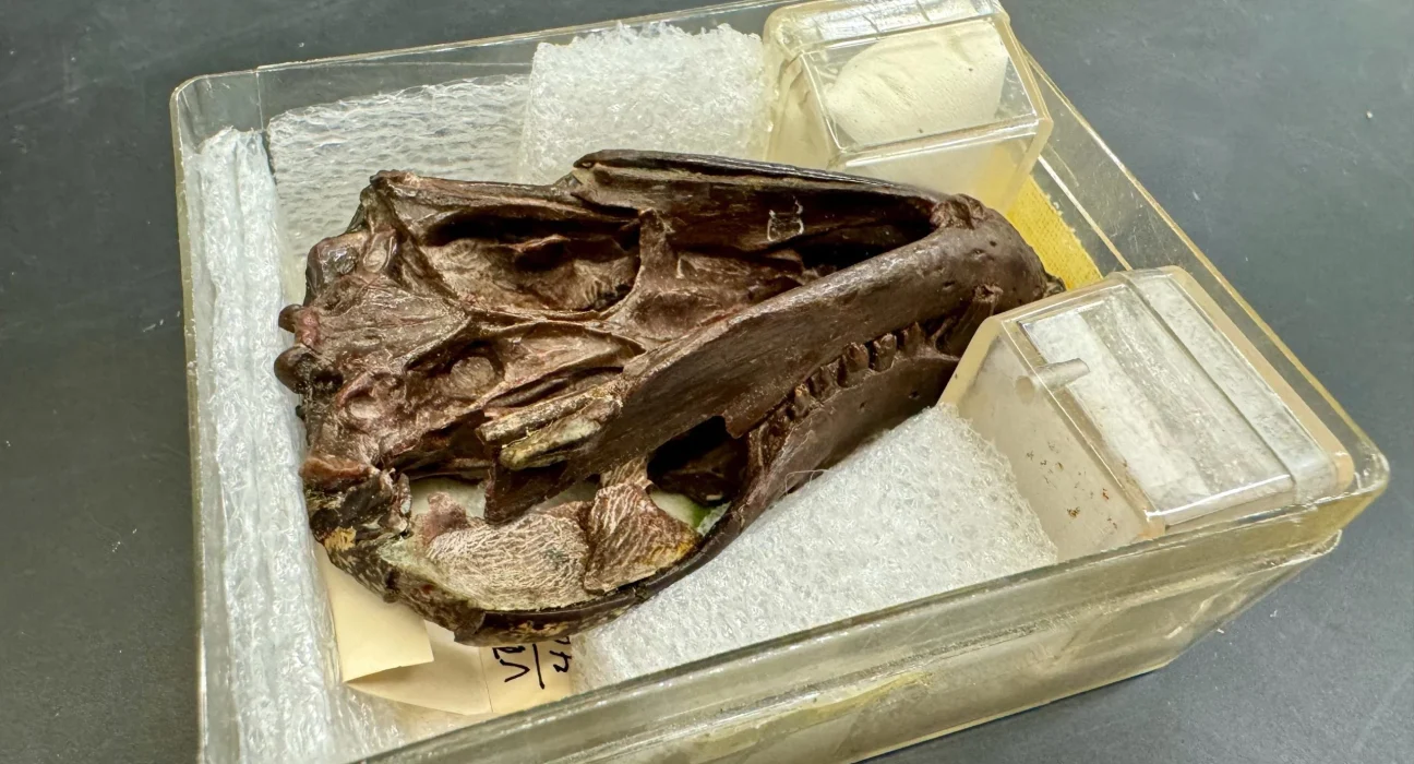 Ce Fossile de 250 Millions d'Ans Révèle les Secrets de l'Audition Mammifère