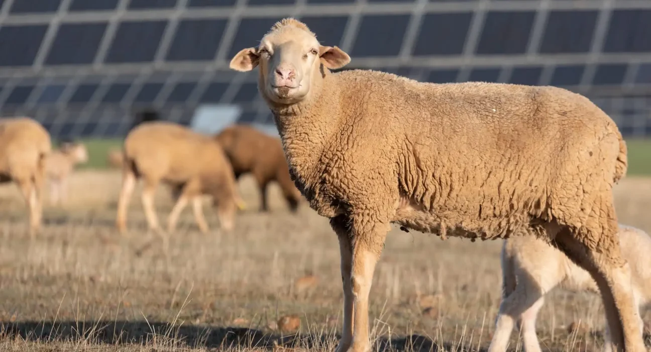 « Découverte inattendue : un agriculteur révèle les bénéfices étonnants de ses moutons dans un champ de panneaux solaires »