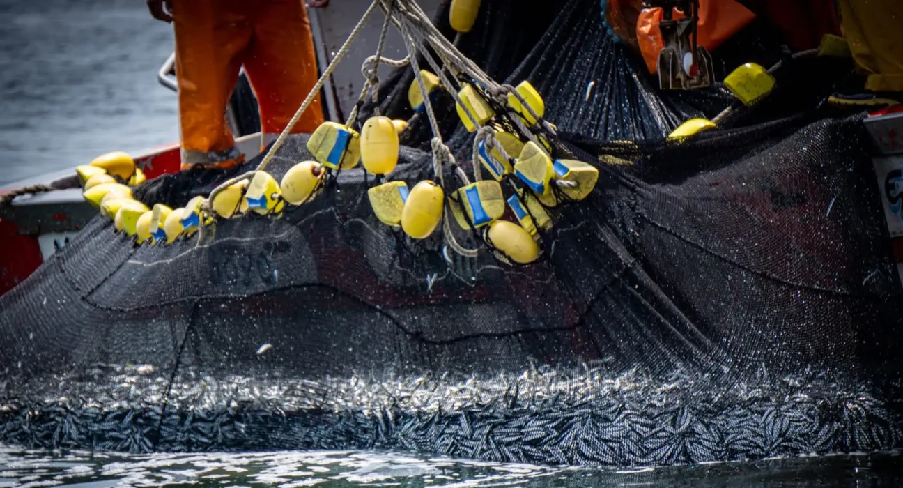 Découverte troublante des chercheurs : l'illusion brisée par l'étude des poissons au large d'îles isolées