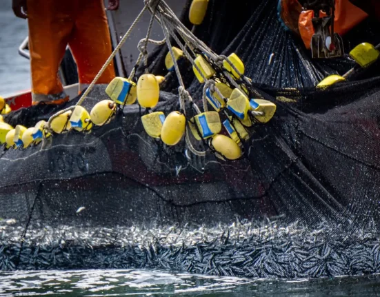 Découverte troublante des chercheurs : l'illusion brisée par l'étude des poissons au large d'îles isolées