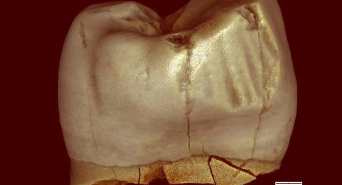 Des Dents de Primates Redéfinissent un Chapitre Essentiel de l'Évolution Humaine.