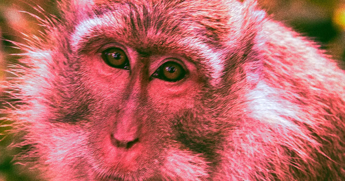 Des Injections Anti-Vieillissement Améliorent la Mémoire des Singes, selon les Scientifiques.