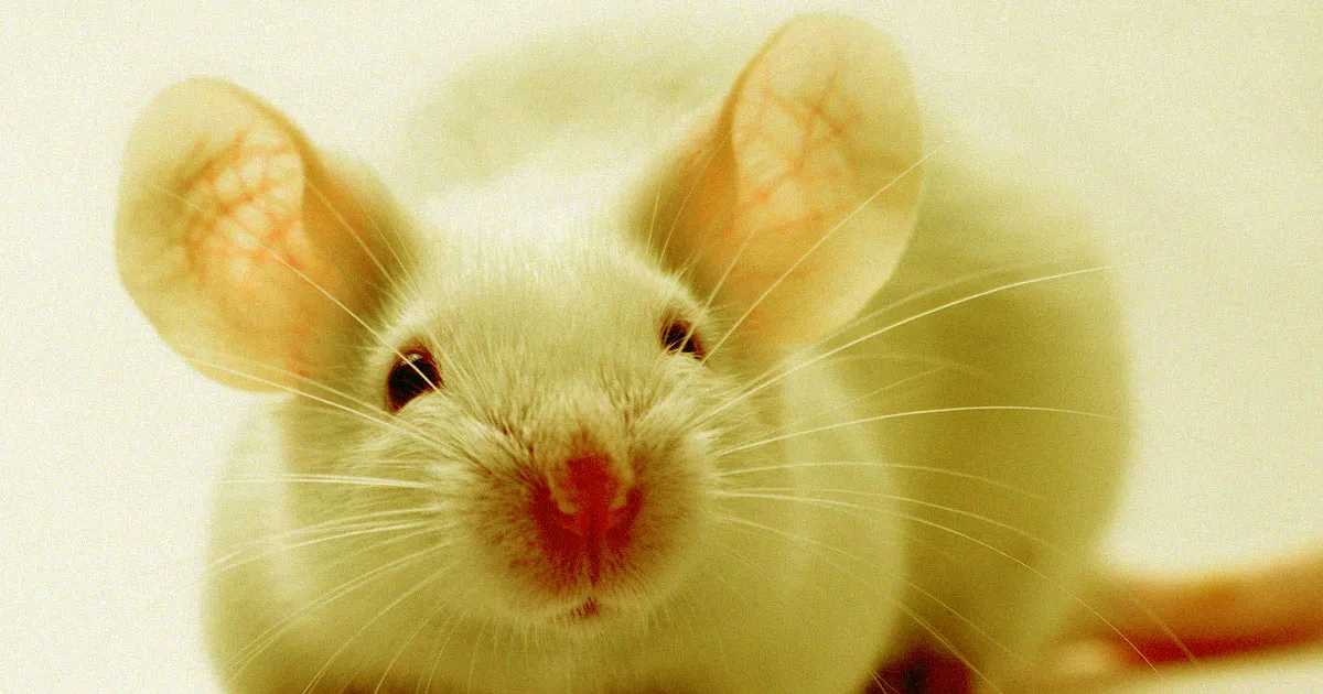Des Scientifiques Arrivent à Inverser la Perte Auditive chez les Souris