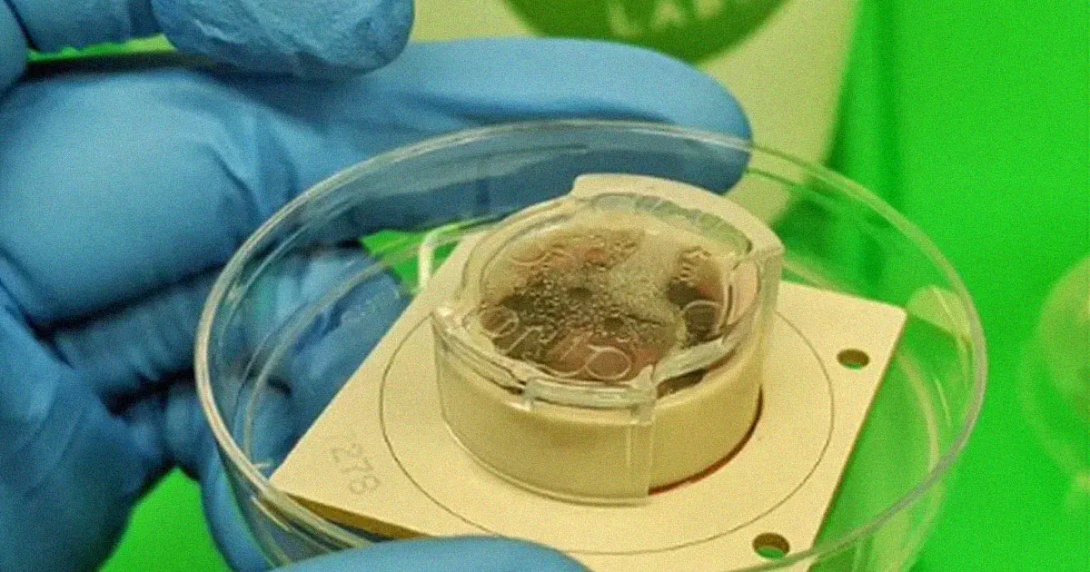 « Des cellules cérébrales humaines dans une coupelle apprennent à jouer à un jeu vidéo »