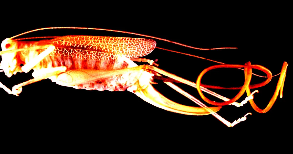 Des chercheurs étonnés par l'ADN des vers influençant le cerveau de leurs hôtes