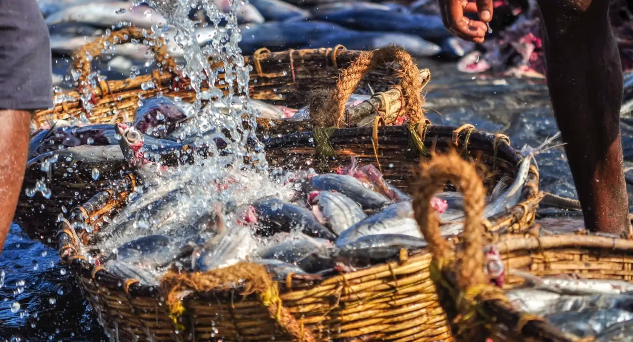 Des experts dévoilent une technologie révolutionnaire qui pourrait métamorphoser l'industrie de la pêche : 'Une révolution en marche'