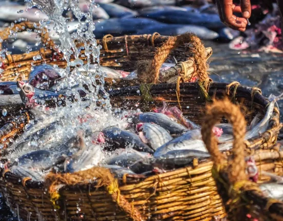 Des experts dévoilent une technologie révolutionnaire qui pourrait métamorphoser l'industrie de la pêche : 'Une révolution en marche'