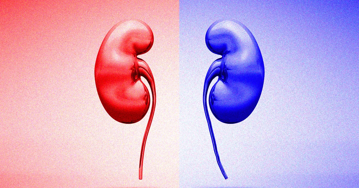 Des médecins révèlent comment changer le groupe sanguin d'un organe.