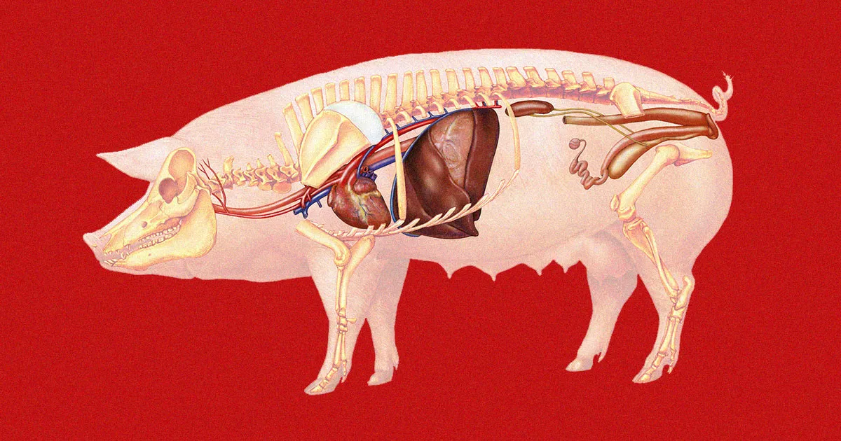 Des médecins transforment un cœur de porc génétiquement modifié en greffe pour un patient humain vivant.