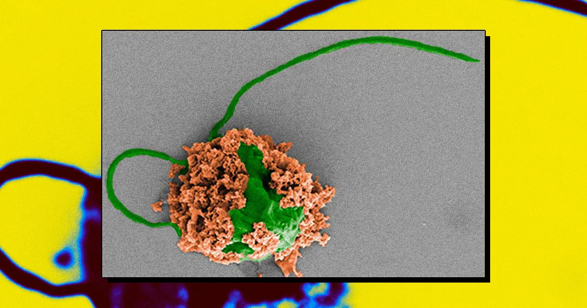 Des microbots pour éliminer la pneumonie des poumons de souris malades.
