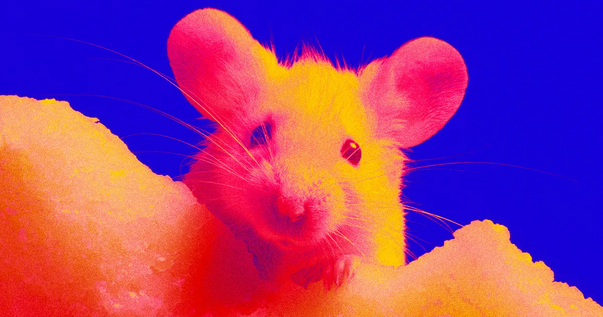 Des scientifiques cultivent de mini-intestins humains partiellement fonctionnels dans des souris.