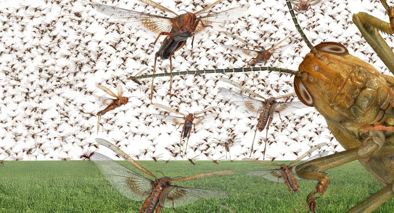 Des scientifiques découvrent comment rendre les cultures peu appétissantes pour les criquets.