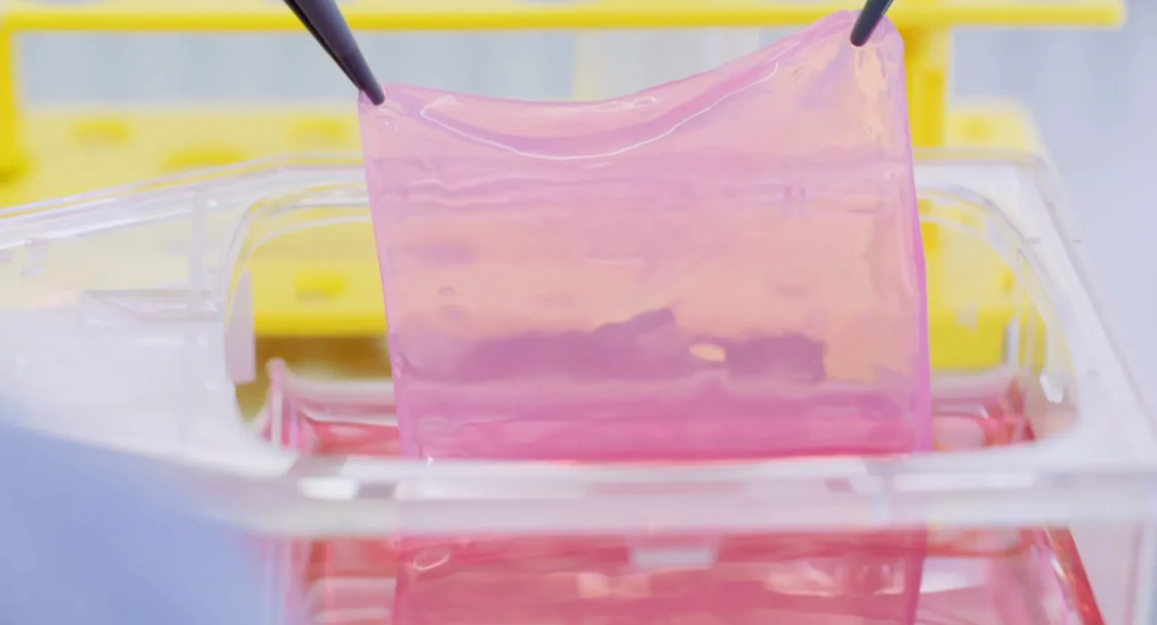 Des scientifiques suisses cultivent des greffes de peau à partir des cellules du patient pour traiter les brûlures.