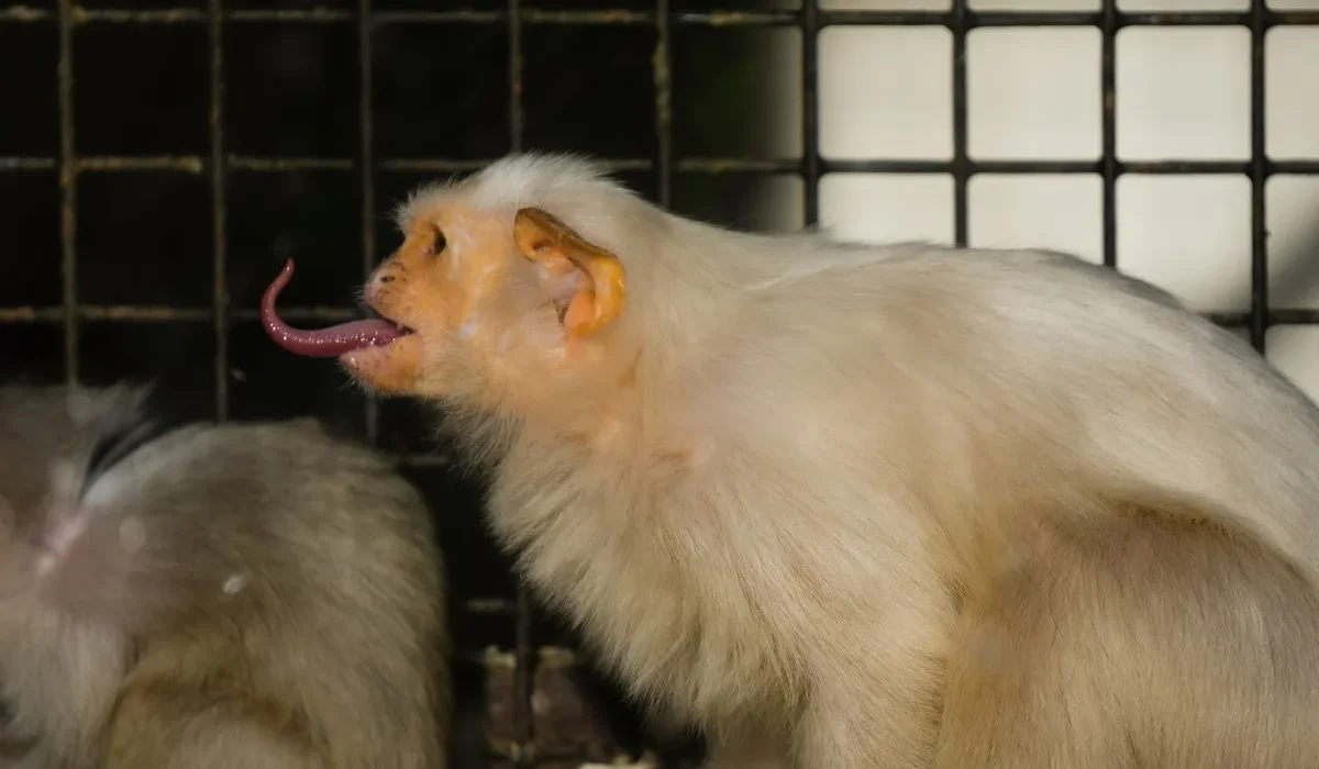 Elon Musk Déclare que les Tests de Neuralink se Font Uniquement sur des Singes en Fin de Vie