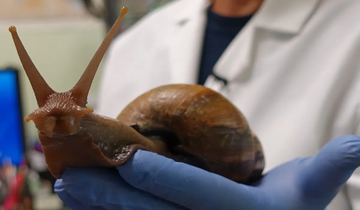 Escargots Géants Envahissent la Floride : Des Parasites Dangereux en Sus