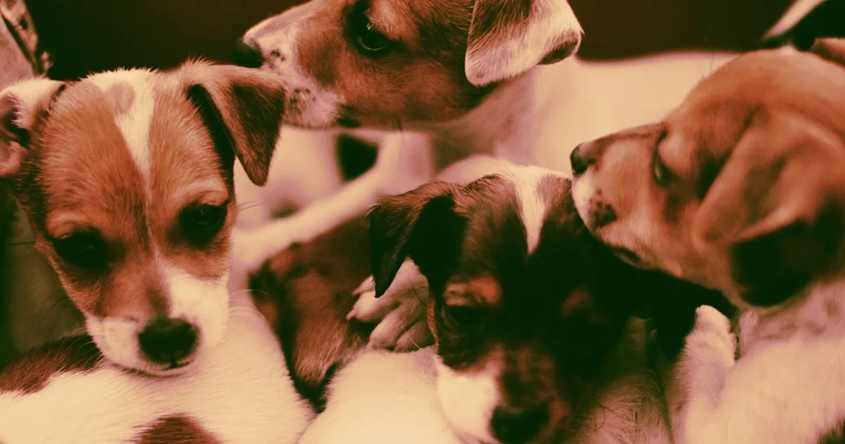 Fauci Accusé de Financer des Expérimentations Cruelles sur des Chiots.