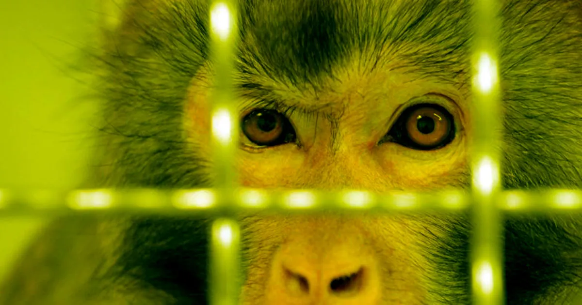 La thérapie génique redonne aux primates des yeux juvéniles.