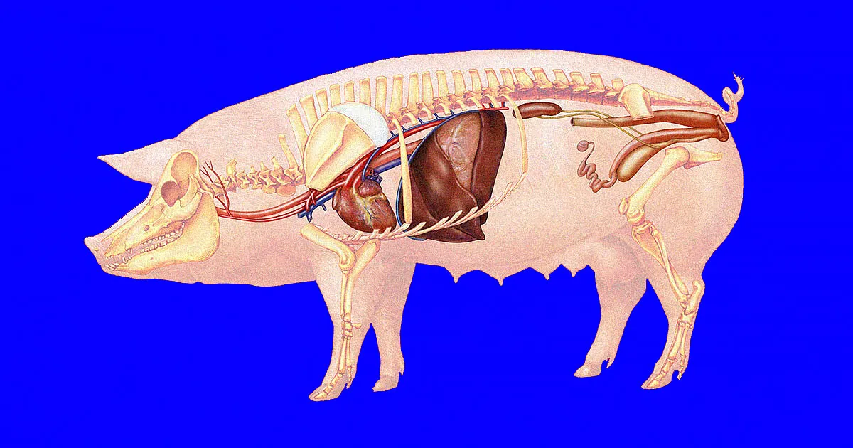 Le Secret Révélé des Transplantations de Coeur Porc-Humain : La Cocaïne.