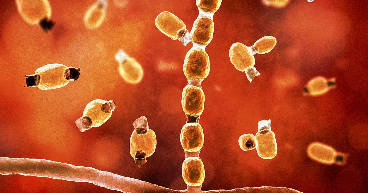 Les Changements Climatiques et la Libération d’un Champignon Maladif du Sol Californien