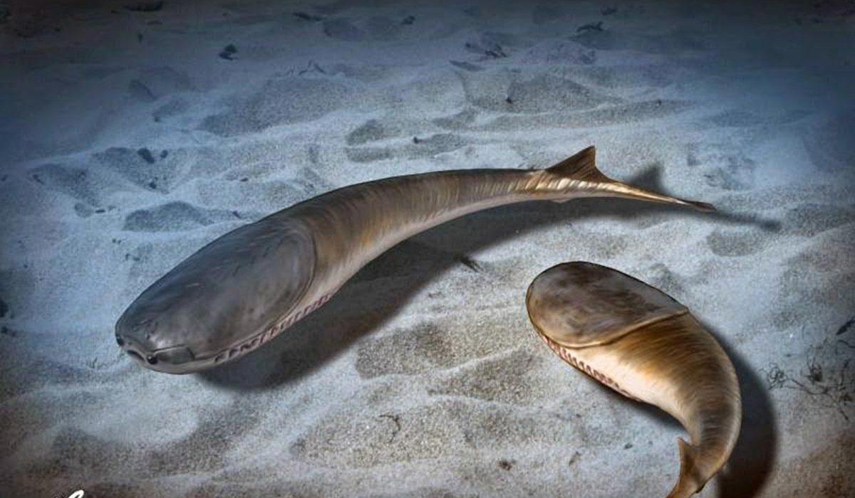 Les Répercussions d'un Gel Mondial de 445 Millions d'Années sur l'Évolution de la Vie