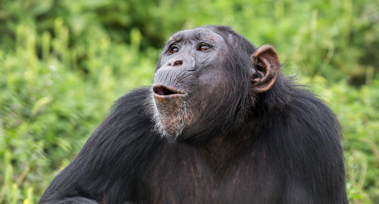 Les Sons de Singe Éveillent des Signaux Étranges dans le Cerveau Humain
