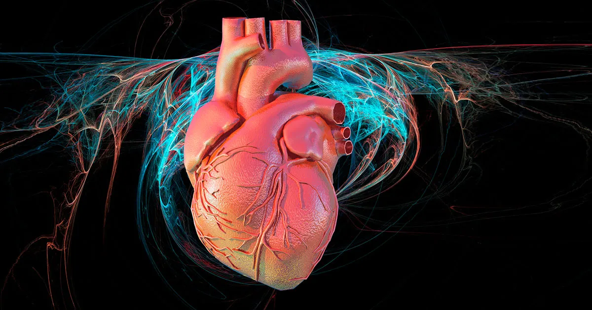 Les Superagères : Des Gènes Qui Peuvent Ralentir le Vieillissement Cardiaque
