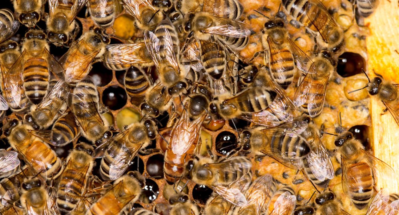 Les Vagues de Chaleur Dévastent les Ruches de Frelons