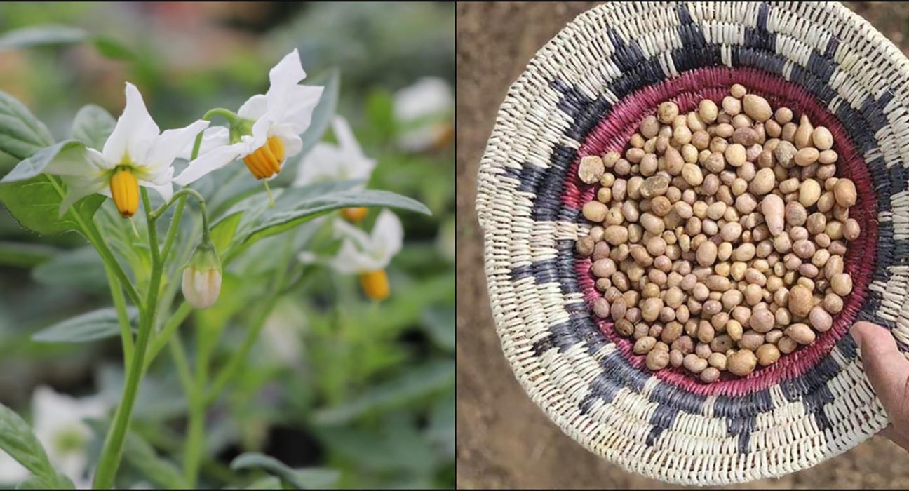 L'odyssée de la pomme de terre sauvage : 10 000 ans d'histoire dans le Sud-Ouest.