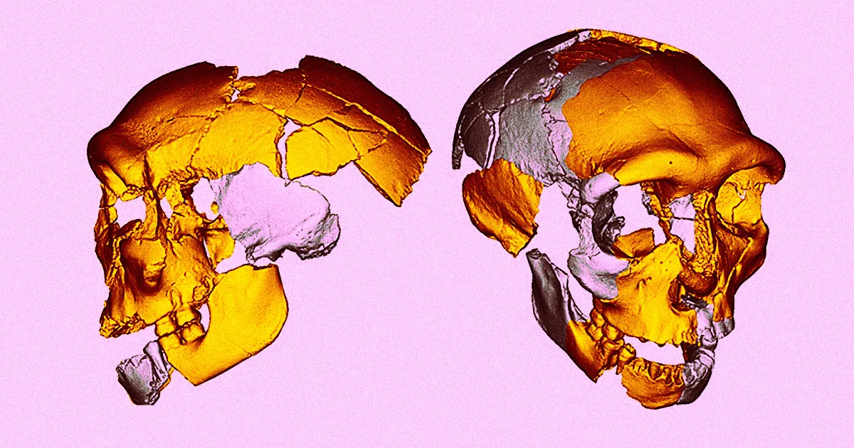 Mystérieux Crâne Humanoïde : Un Énigme Évolutive Sans Précédent