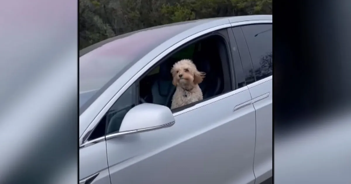 Tesla Surprise : Une Course Étonnante avec un Chien au Volant !