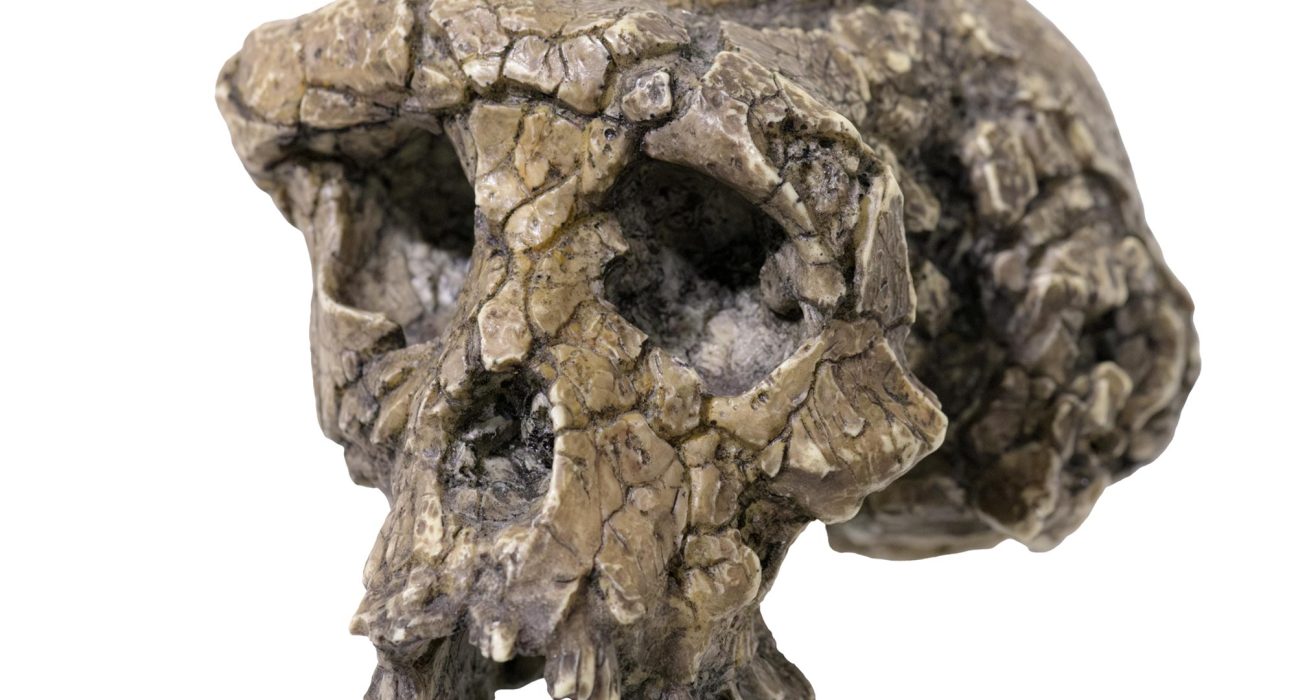Un Fossile Âgé de 7 Millions d'Années Pourrait Réécrire l'Histoire de l'Humanité